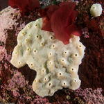 Ascidiacea