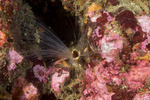 Terebellidae