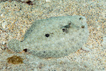 Pleuronectiformes
