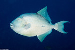 Balistidae