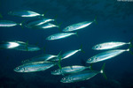 Decapterus
