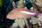 Centrarchiformes