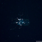 Jellies