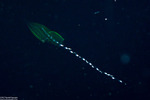 Jellies