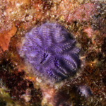 Cyclostomatida