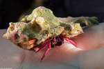 Hermit Crabs