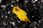 Sea Slugs