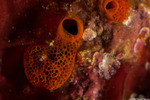 Ascidiacea