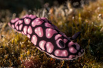 Phyllidiella