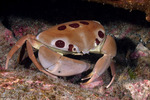 Crabs