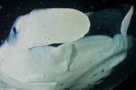 Echeneidae