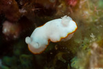 Nudibranchs