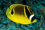 Chaetodontidae