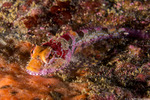 Cottidae