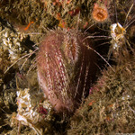 Irregularia