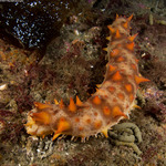 Parastichopus
