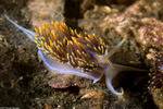 Cladobranchia