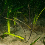 Syngnathiformes