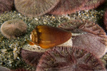 Neogastropoda