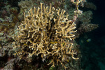 Corals