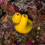 Sponges