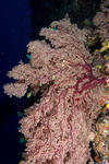 Octocorals