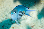 Acanthuriformes