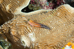 Blenniiformes