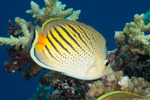 Acanthuriformes