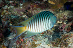 Actinopterygii