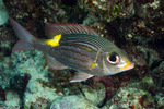 Gnathodentex