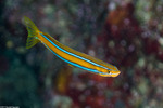 Blenniiformes