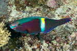Scarus