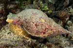 Sea Snails
