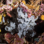 Sponges