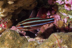 Apogonidae