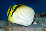 Chaetodontidae