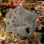 Keratosa
