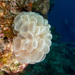 Plerogyridae