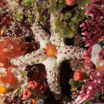Valvatacea