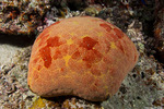 Sea Stars