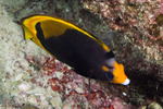 Chaetodon