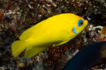 Angelfishes