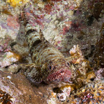 Synodontidae