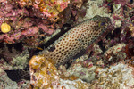 Perciformes