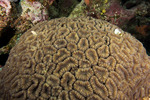 Corals