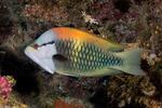 Epibulus
