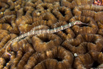 Syngnathiformes