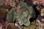 Stony Corals
