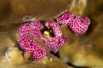 Didemnidae
